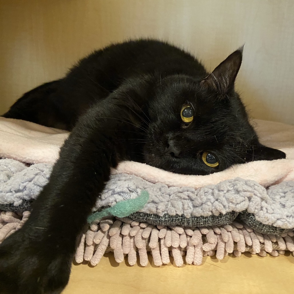 CHLOE - Domestic Shorthair available for adoption