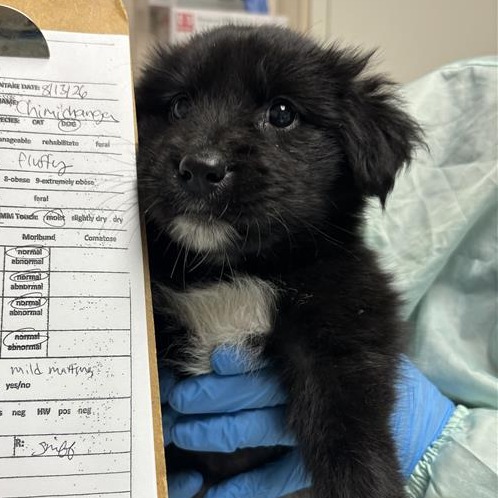 CHIMICHANGA - Mixed Breed (Medium) / Mixed Breed (Small) available for adoption