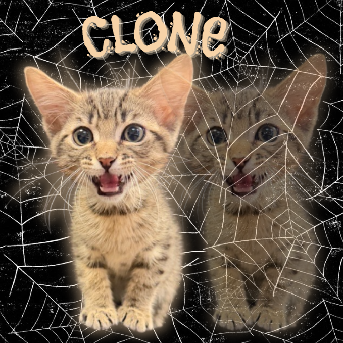 CLONE - Domestic Shorthair available for adoption