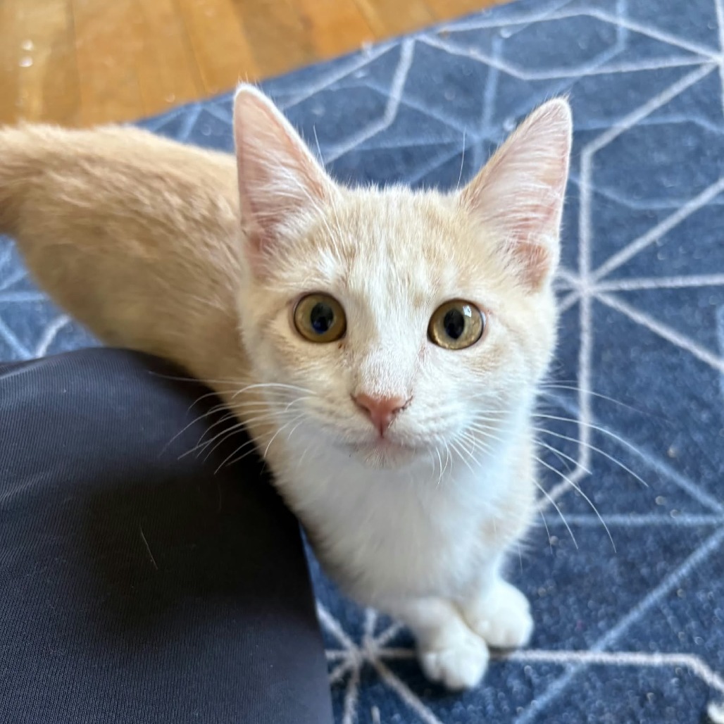 KENDALL - Domestic Shorthair available for adoption