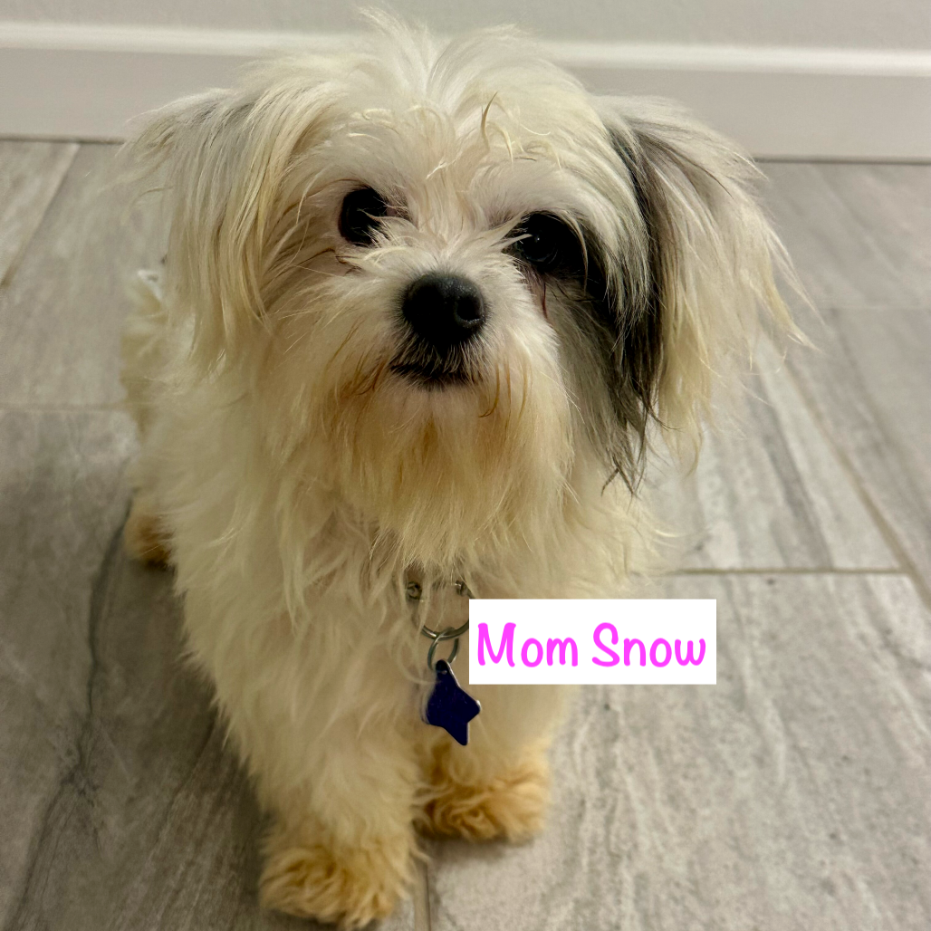 Aurora — thumbnail 2