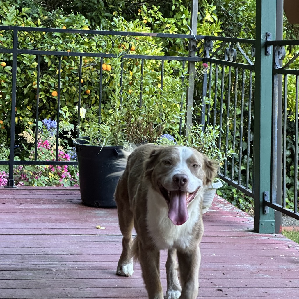 TOBY, photo 30