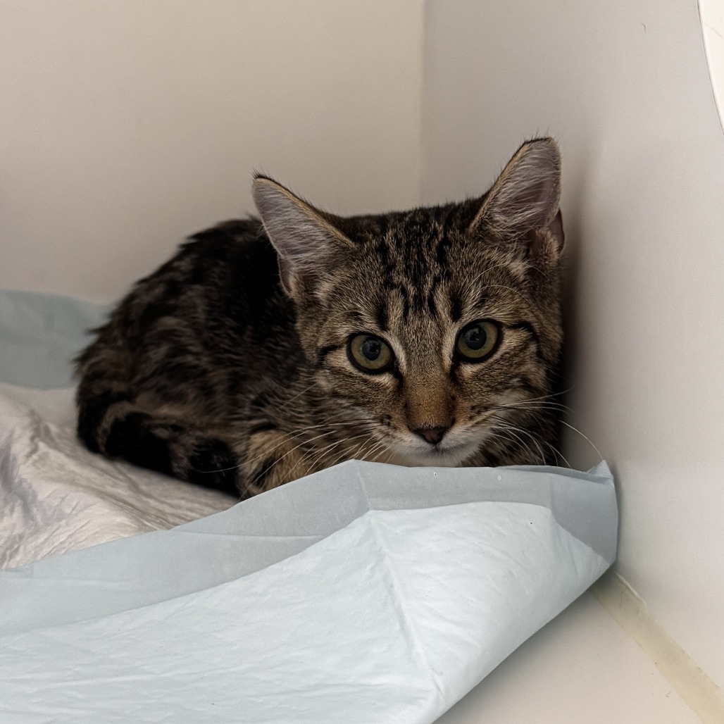 Tombo: Male 5 Domestic Shorthair