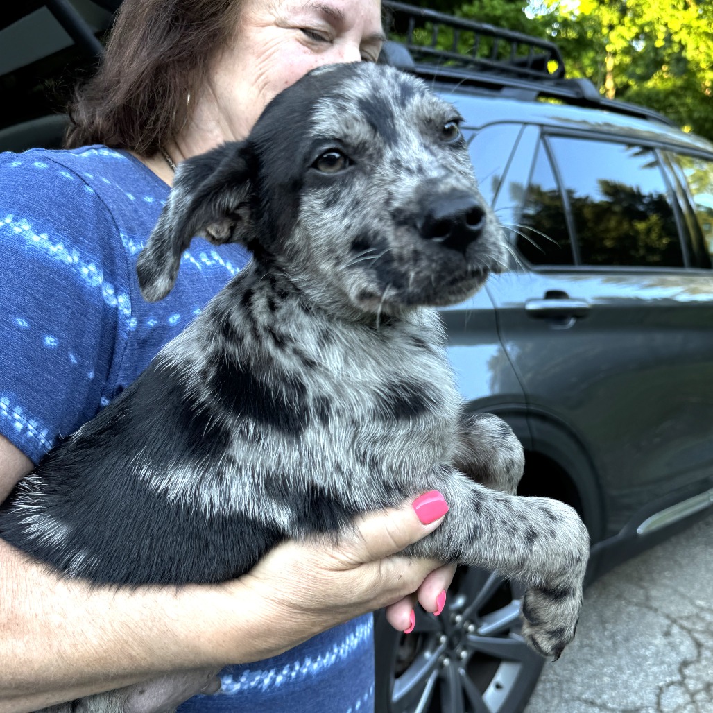 NY Twinkie Avail Jun 13 (Choice Pet Carmel)