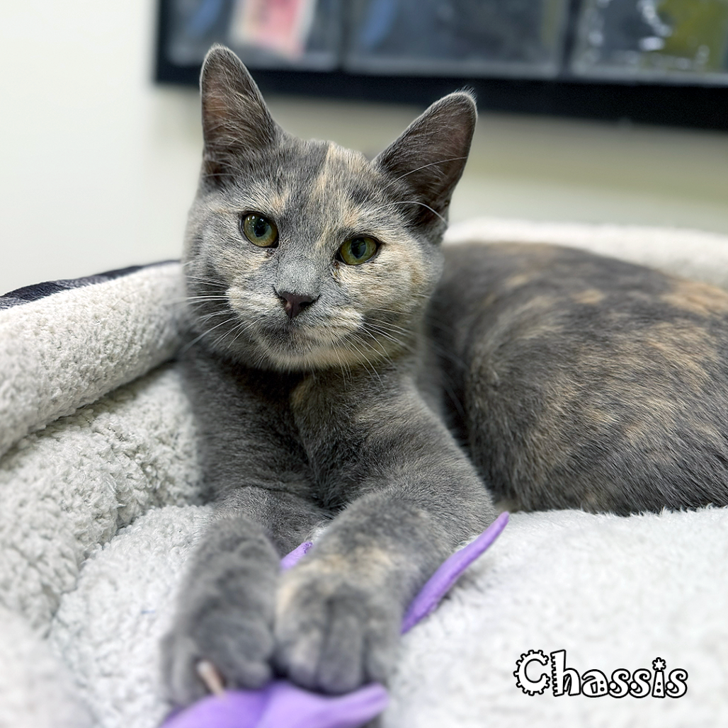 Chassis, an adoptable cat