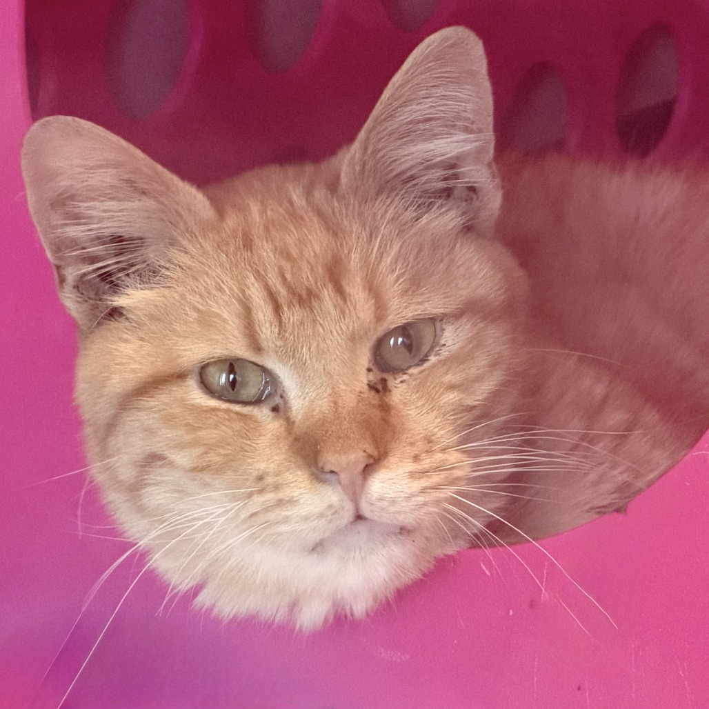 Street Cred Red — thumbnail 11