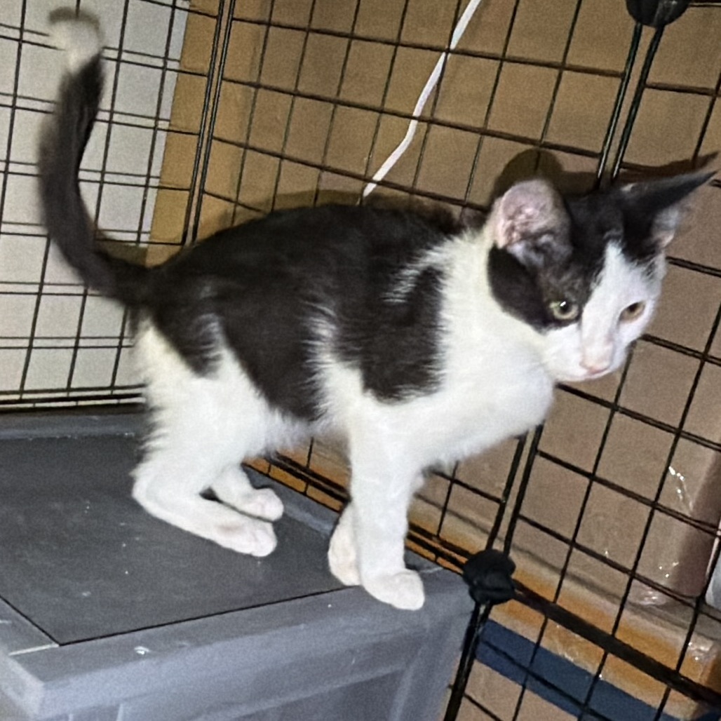 JOEY - Domestic Shorthair available for adoption