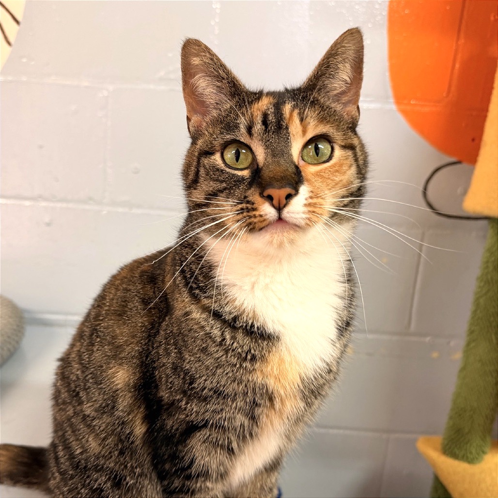 CORALINE - Domestic Shorthair available for adoption