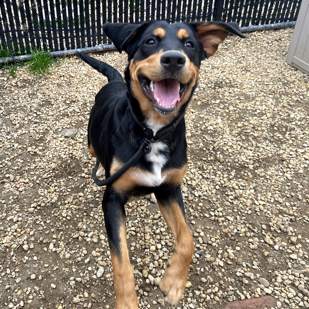 Marcella - Phoenix Animal Rescue