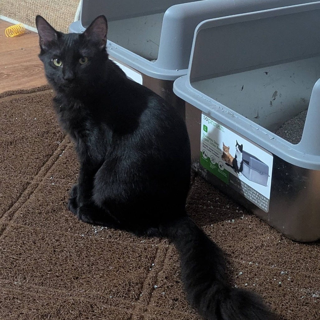 Licorice, photo 6