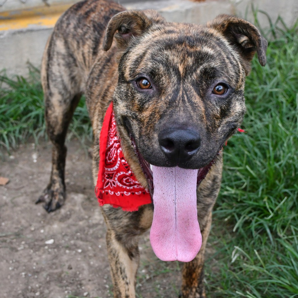 BRATWURST - Black Mouth Cur / Mix available for adoption