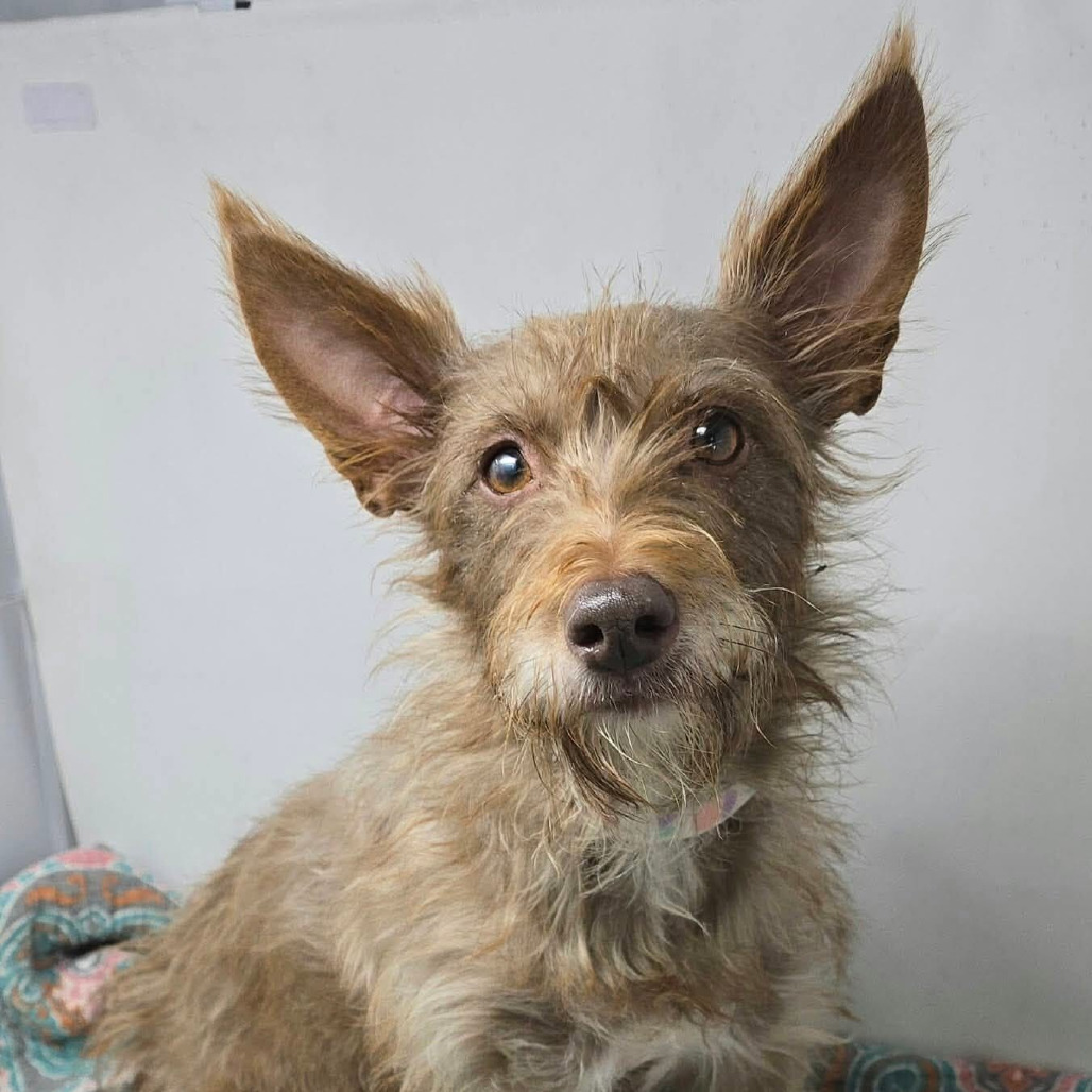 FOSTER NEEDED - Juniper