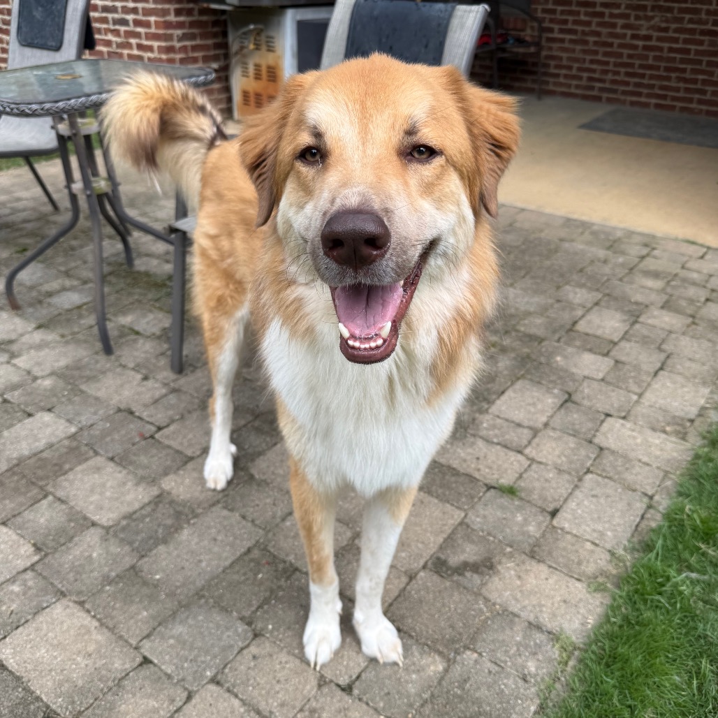 Buddy