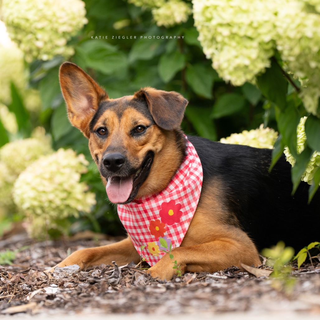 Macy, photo 10