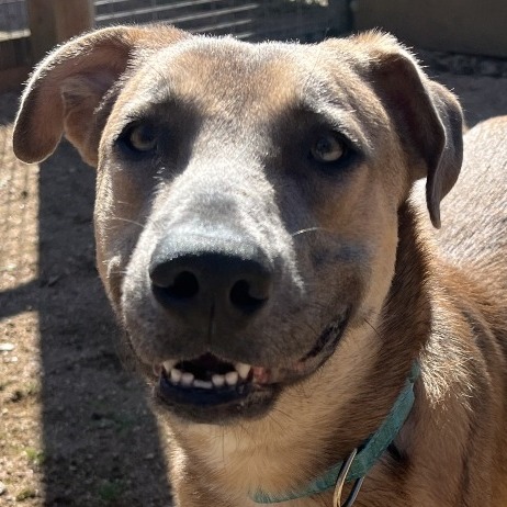BUDDY - Hound / Mix available for adoption