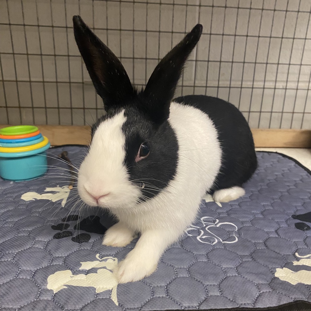 DAAN - Dutch available for adoption