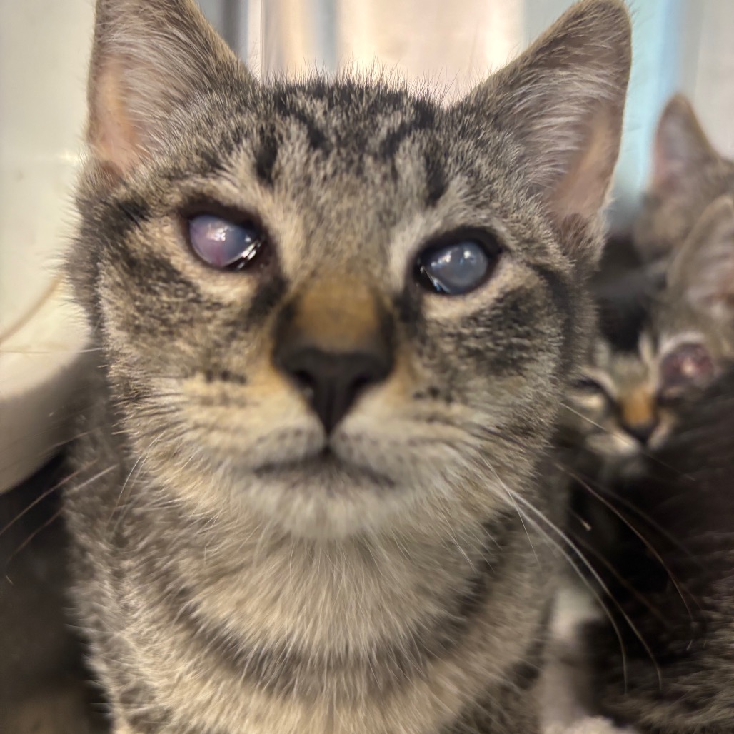 GIBBS - Domestic Shorthair available for adoption