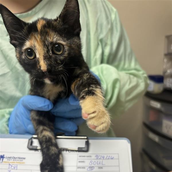 SOUL - Domestic Shorthair available for adoption