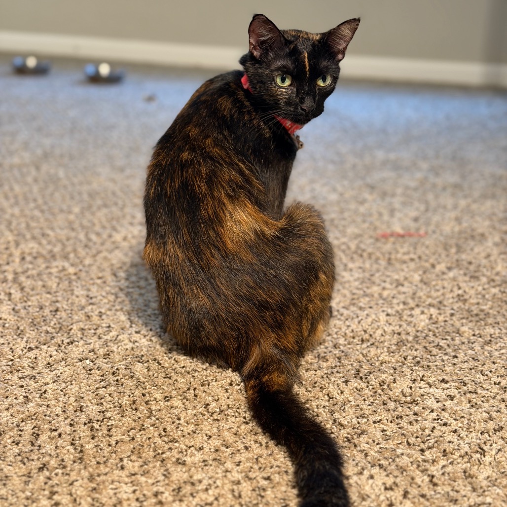 MARI - Domestic Shorthair available for adoption