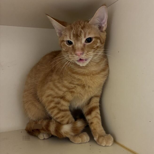 JUJUBE - Domestic Shorthair available for adoption