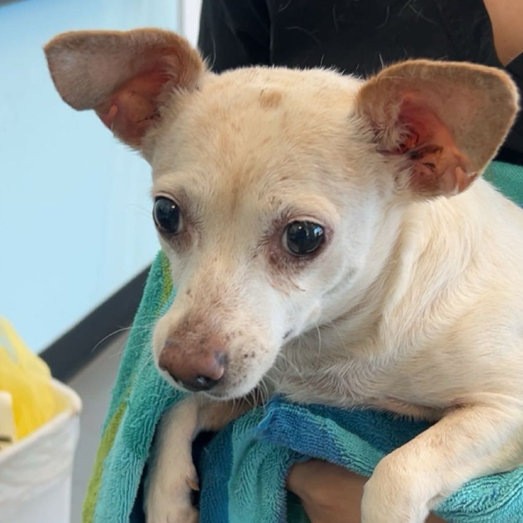 BAXTER — thumbnail 2