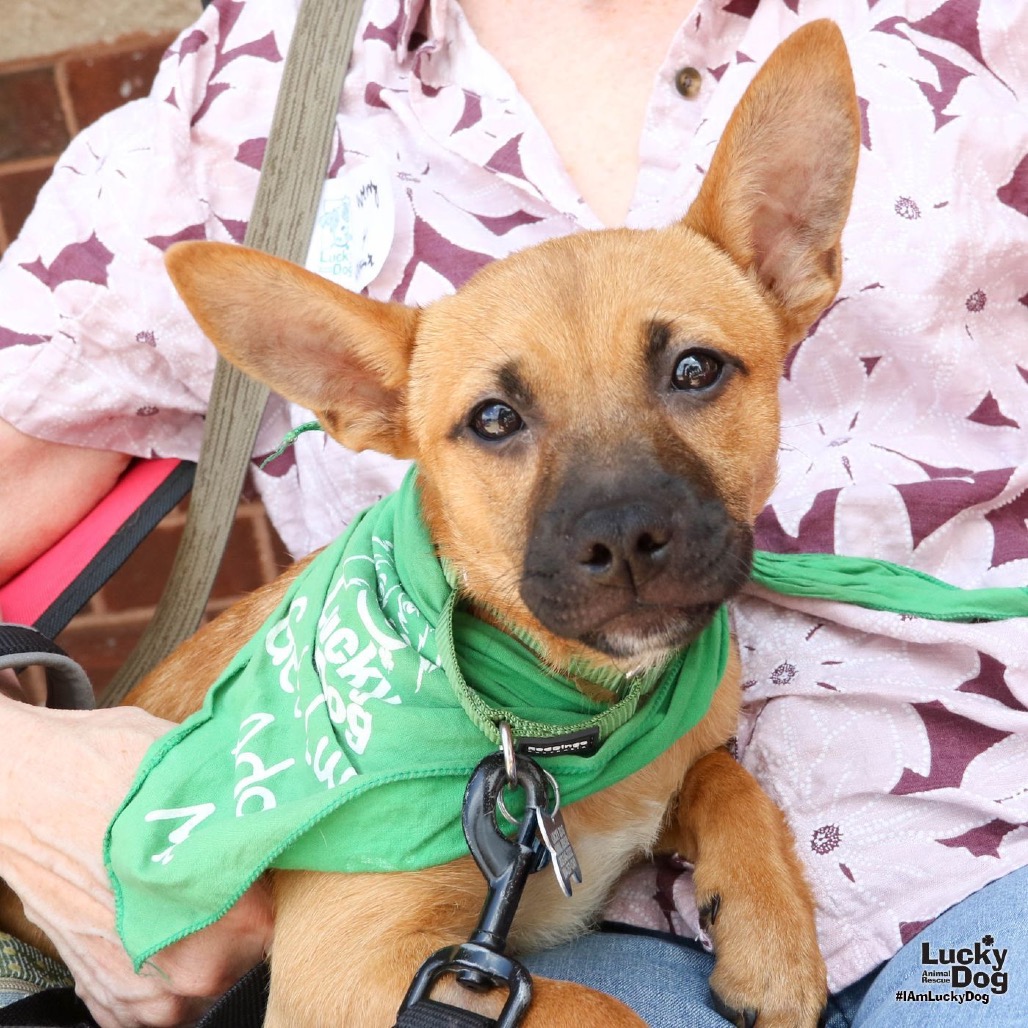 WISTERIA - Shepherd / Terrier available for adoption