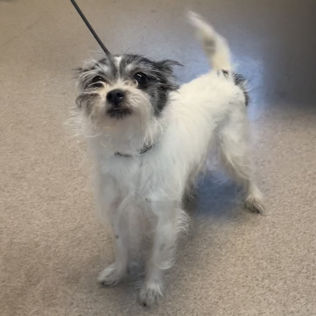 Venus, adoptable senior dog