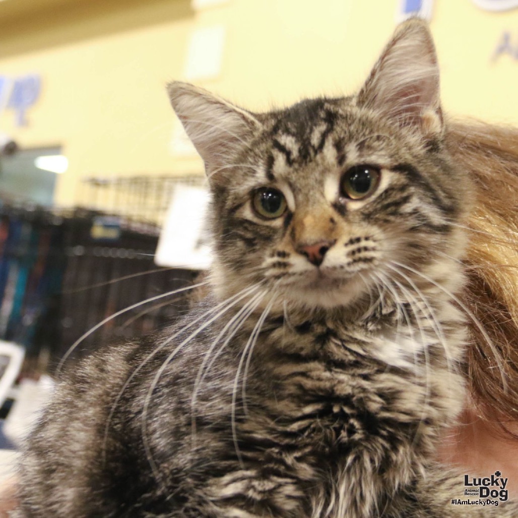 JAMIE LYNN - Domestic Longhair available for adoption