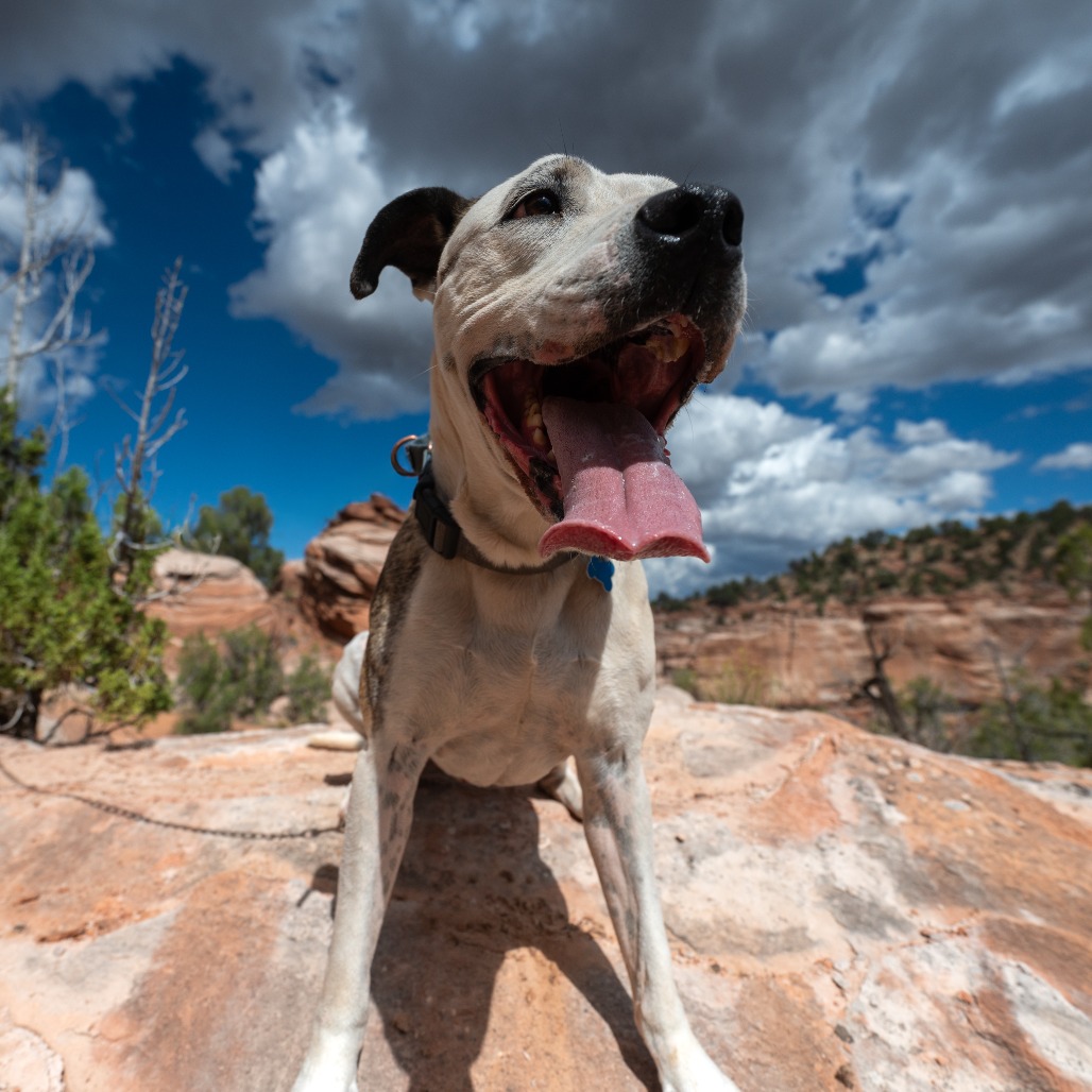 Rudy, photo 34