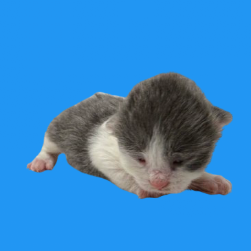  Photo of TUSC-Stray-79950