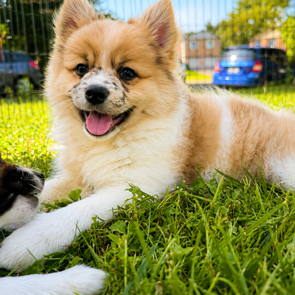 FRECKLES II - Pomeranian / Terrier, Manchester available for adoption