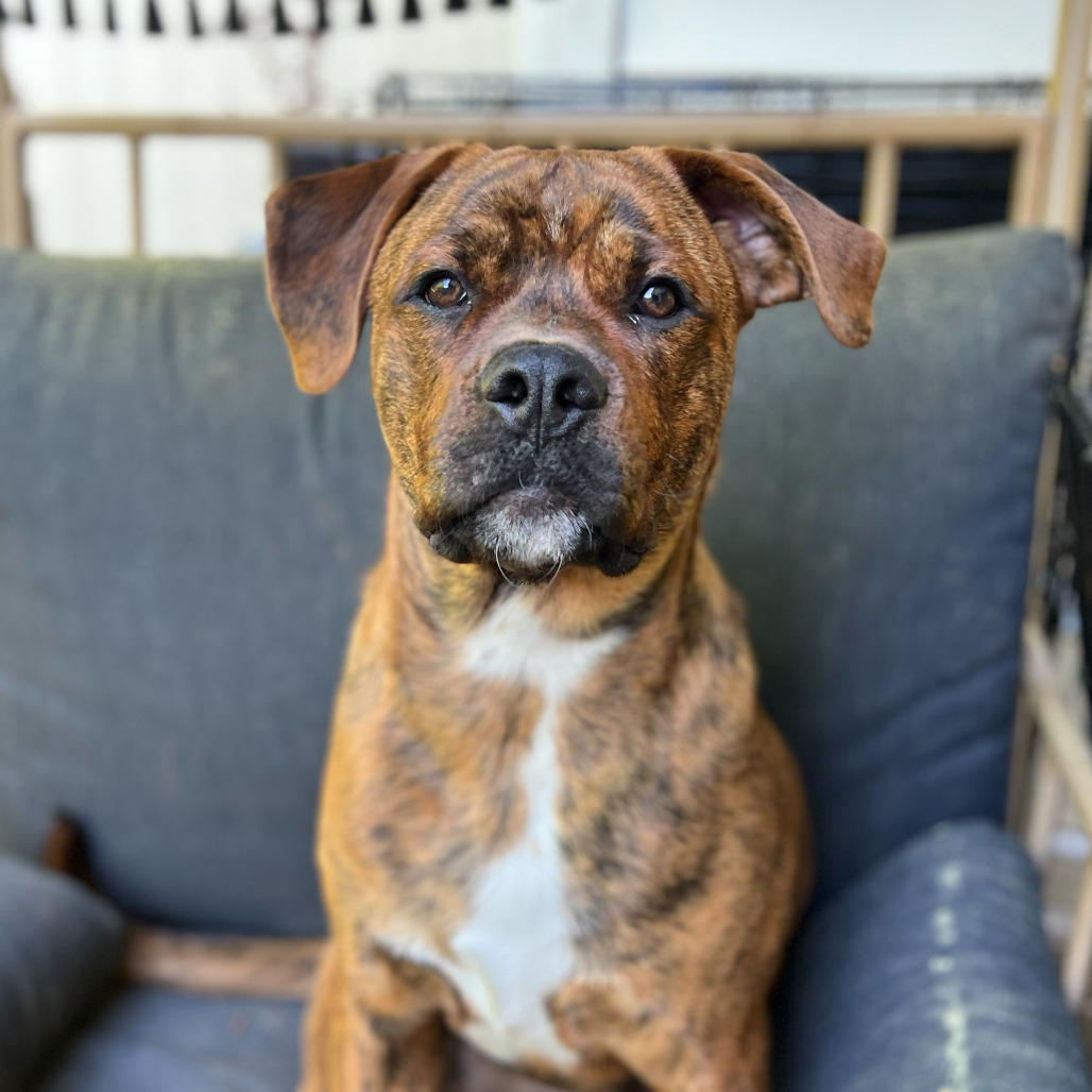 Buckeye D. Dawg — thumbnail 3