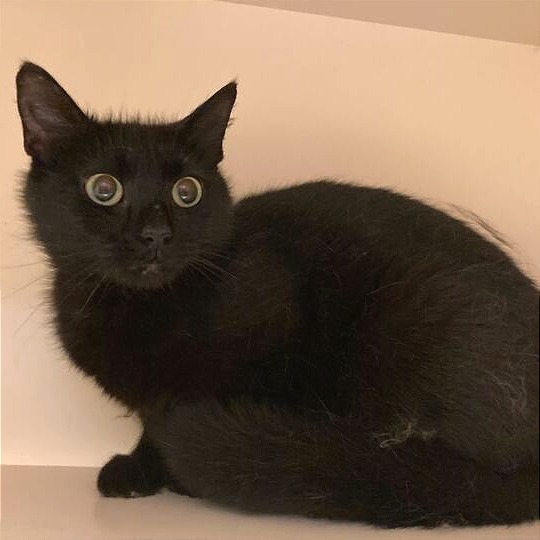 MADRA - Domestic Shorthair available for adoption