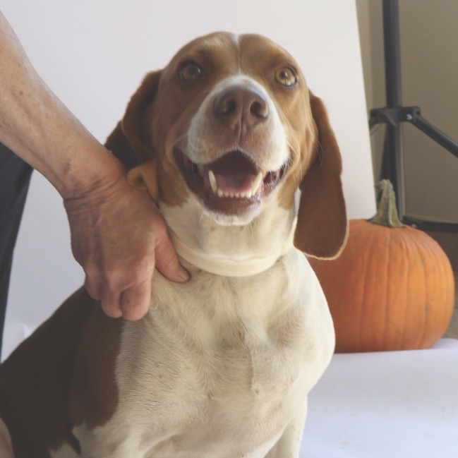 Beagle
