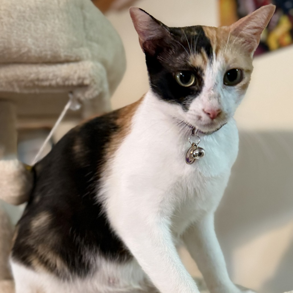 Peaches, photo 6