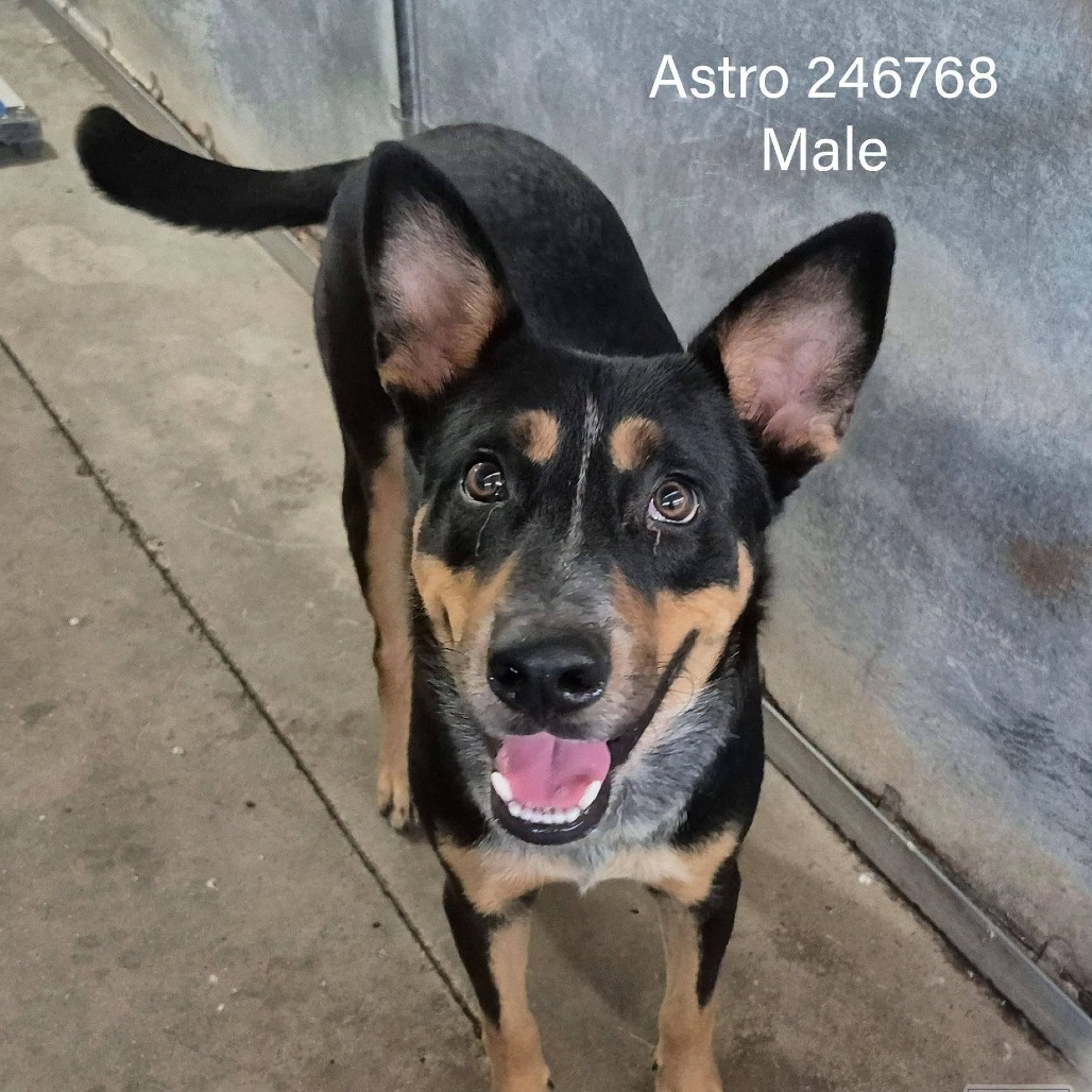 Astro