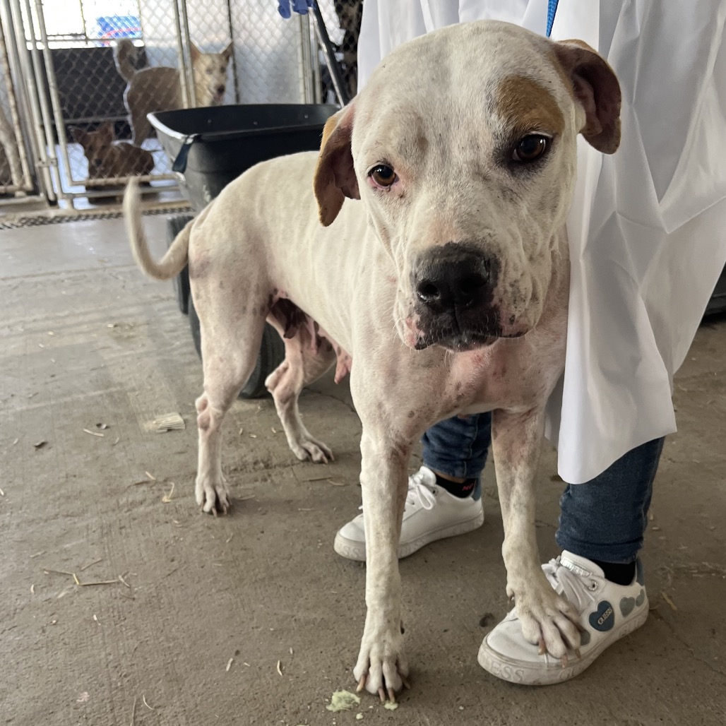 NILLA - Terrier / Pit Bull available for adoption
