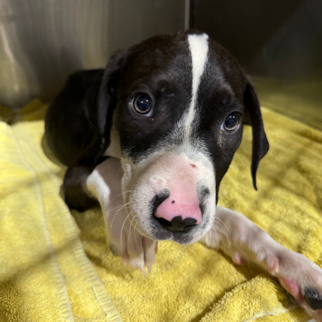 ICE BREAKER - Mixed Breed (Medium) available for adoption