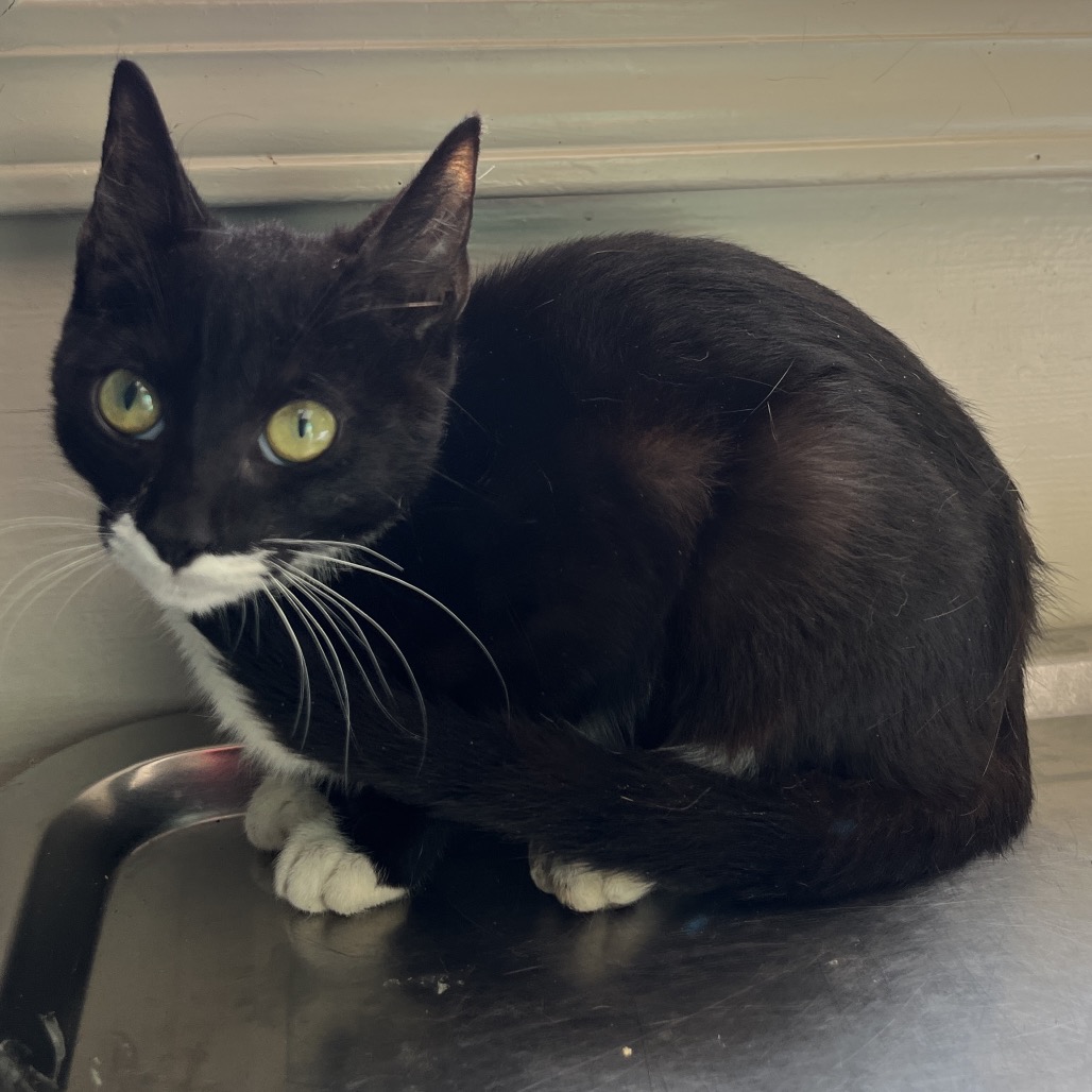 Tusc Stray 82272