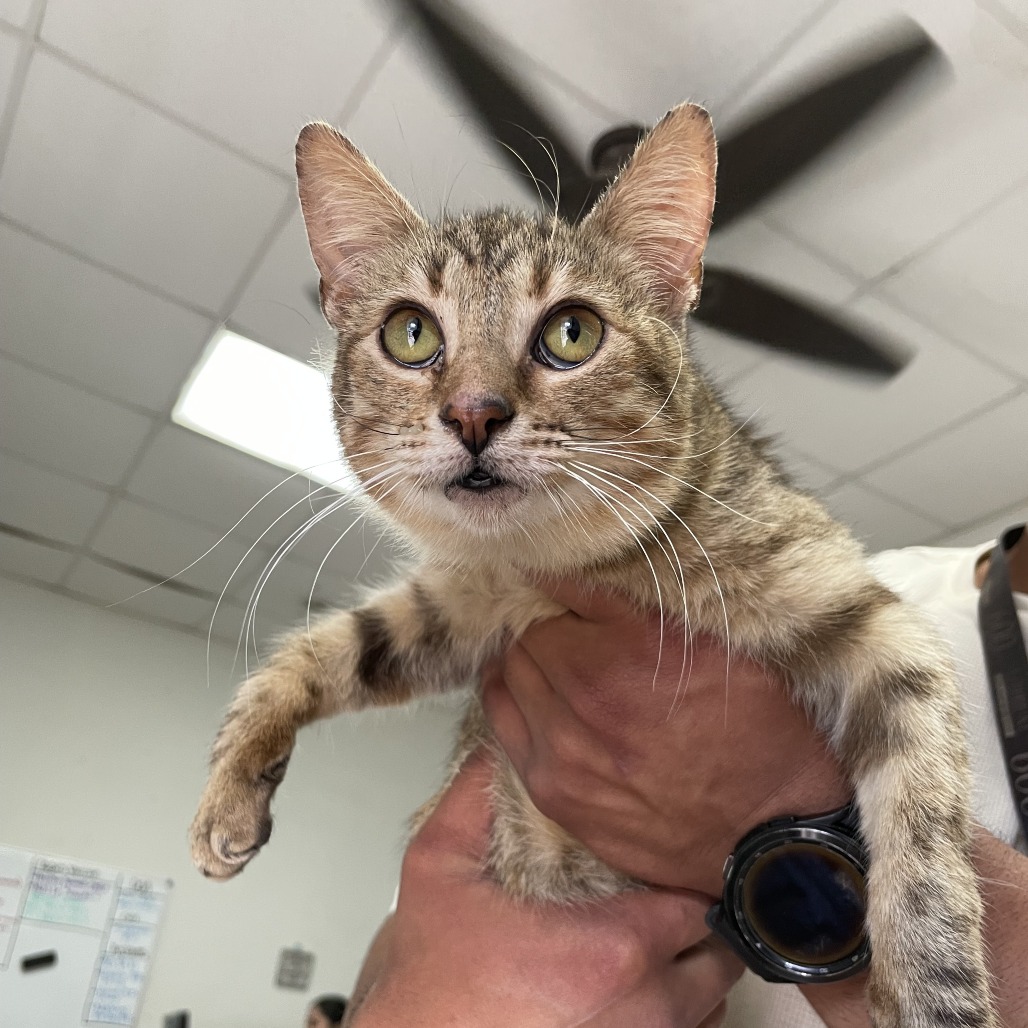 Tabitha, available for adoption at PVAS