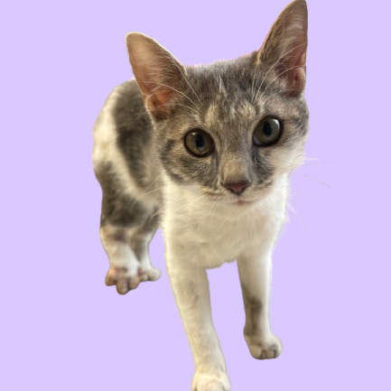 Tusc Stray 81631