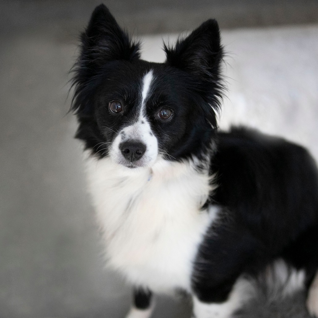 OREO (OT26-04)