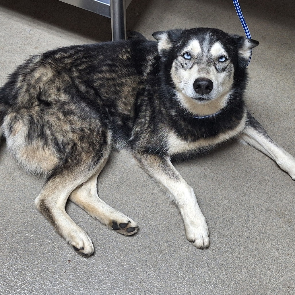 Kennel#21(Miska)'s preview photo