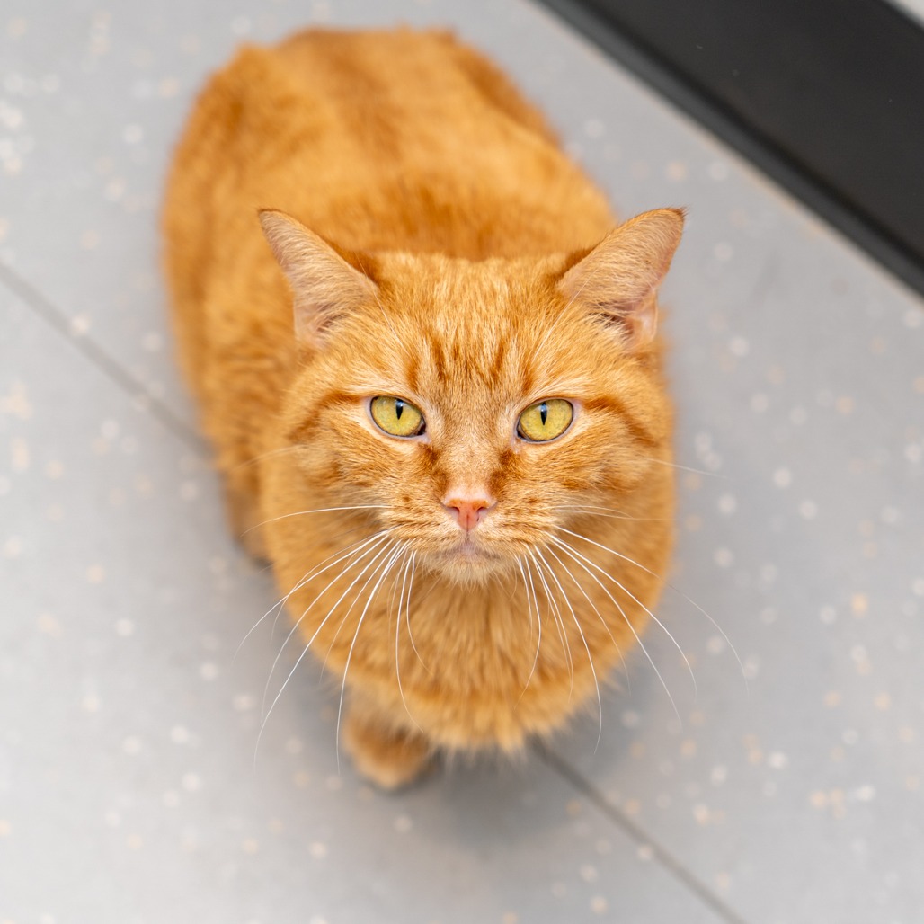 Marmalade