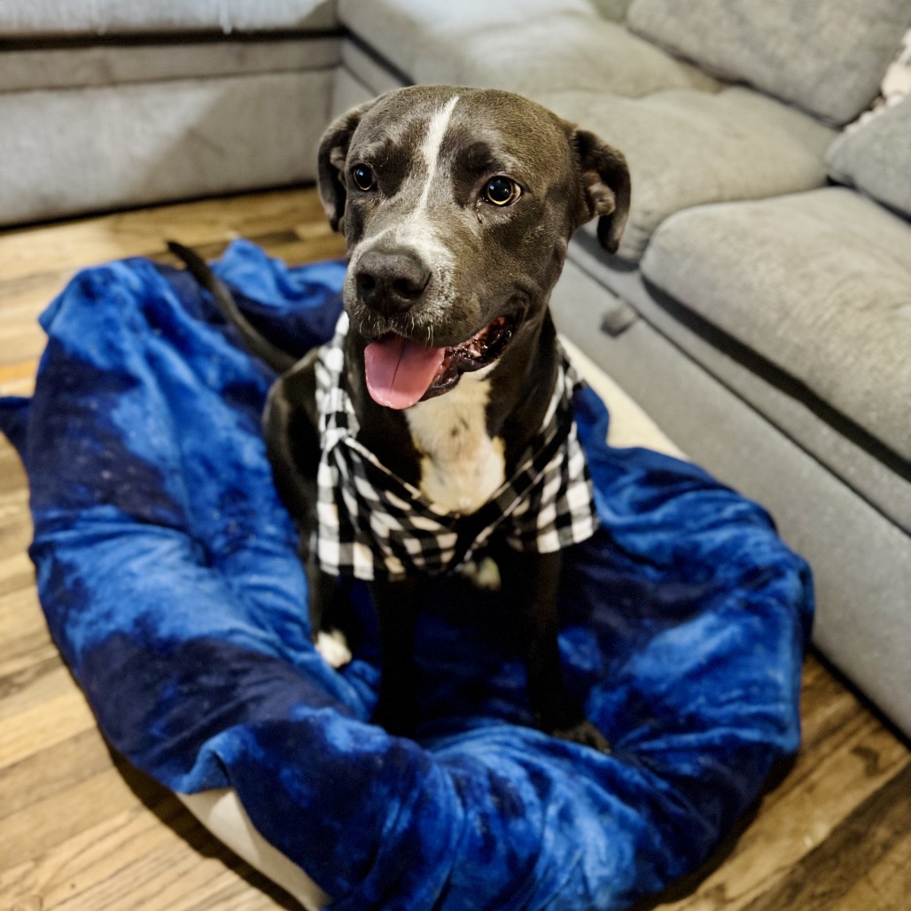 BUCK - Terrier / American Pit Bull available for adoption