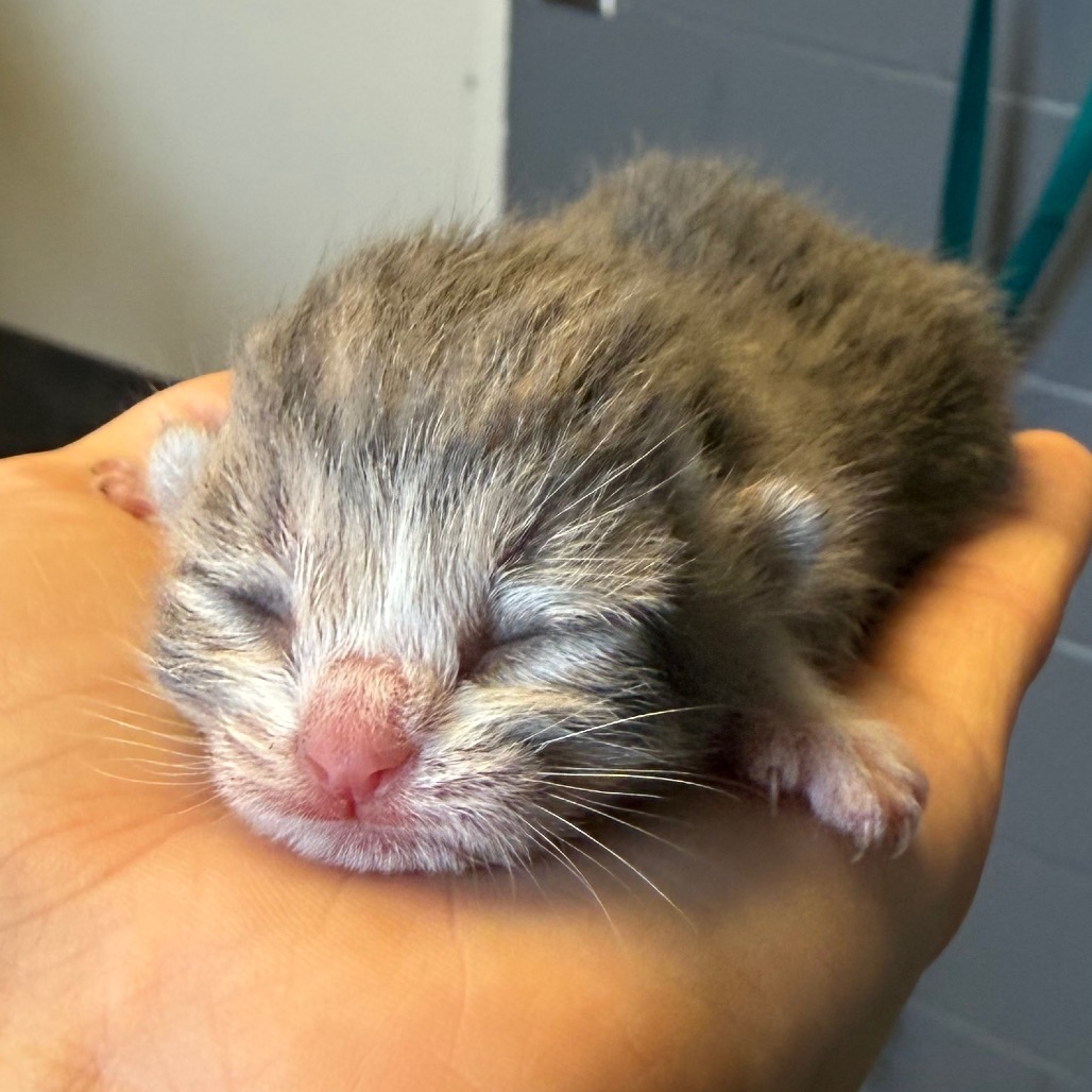 Tusc Stray 83919 2 3