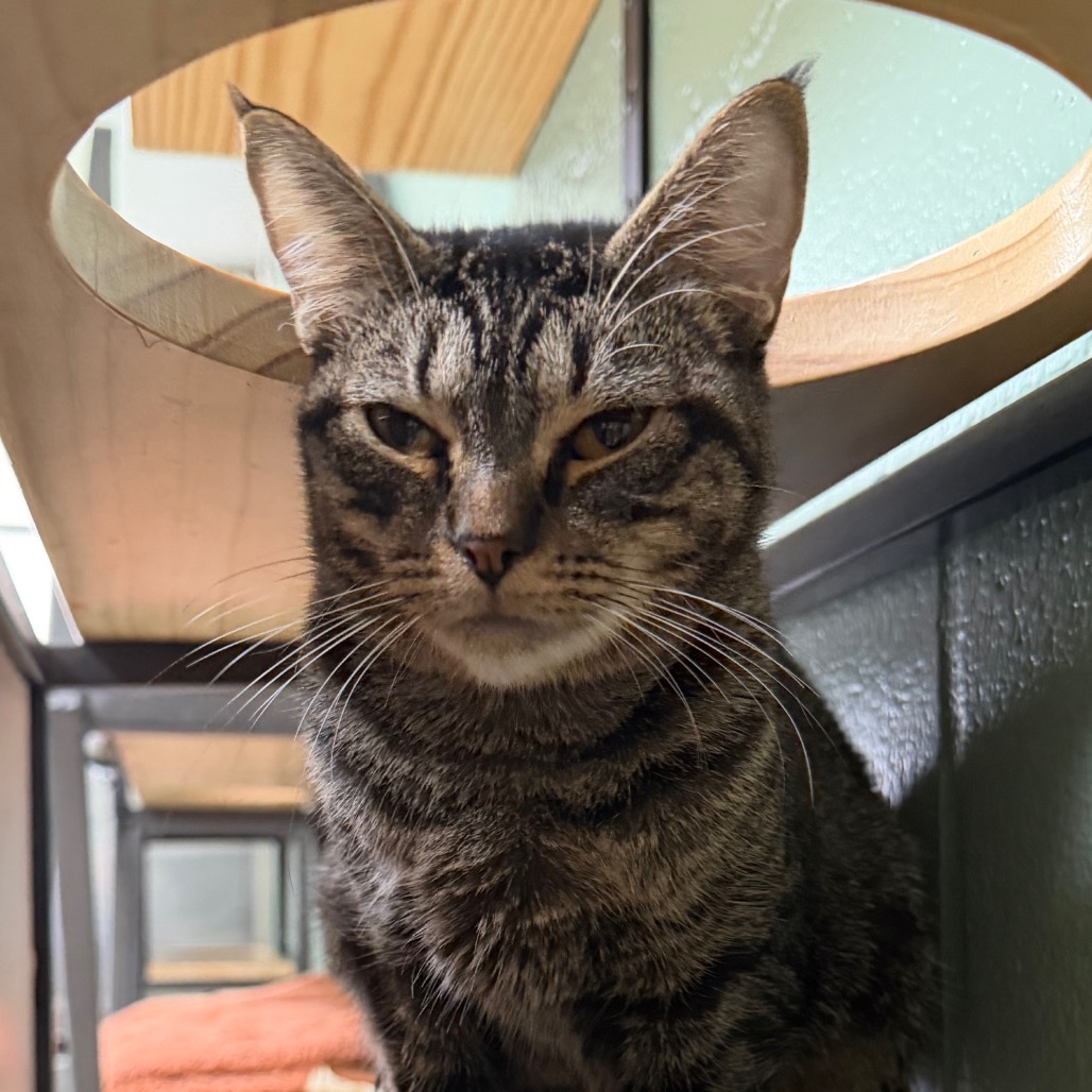 Yzma, photo 7