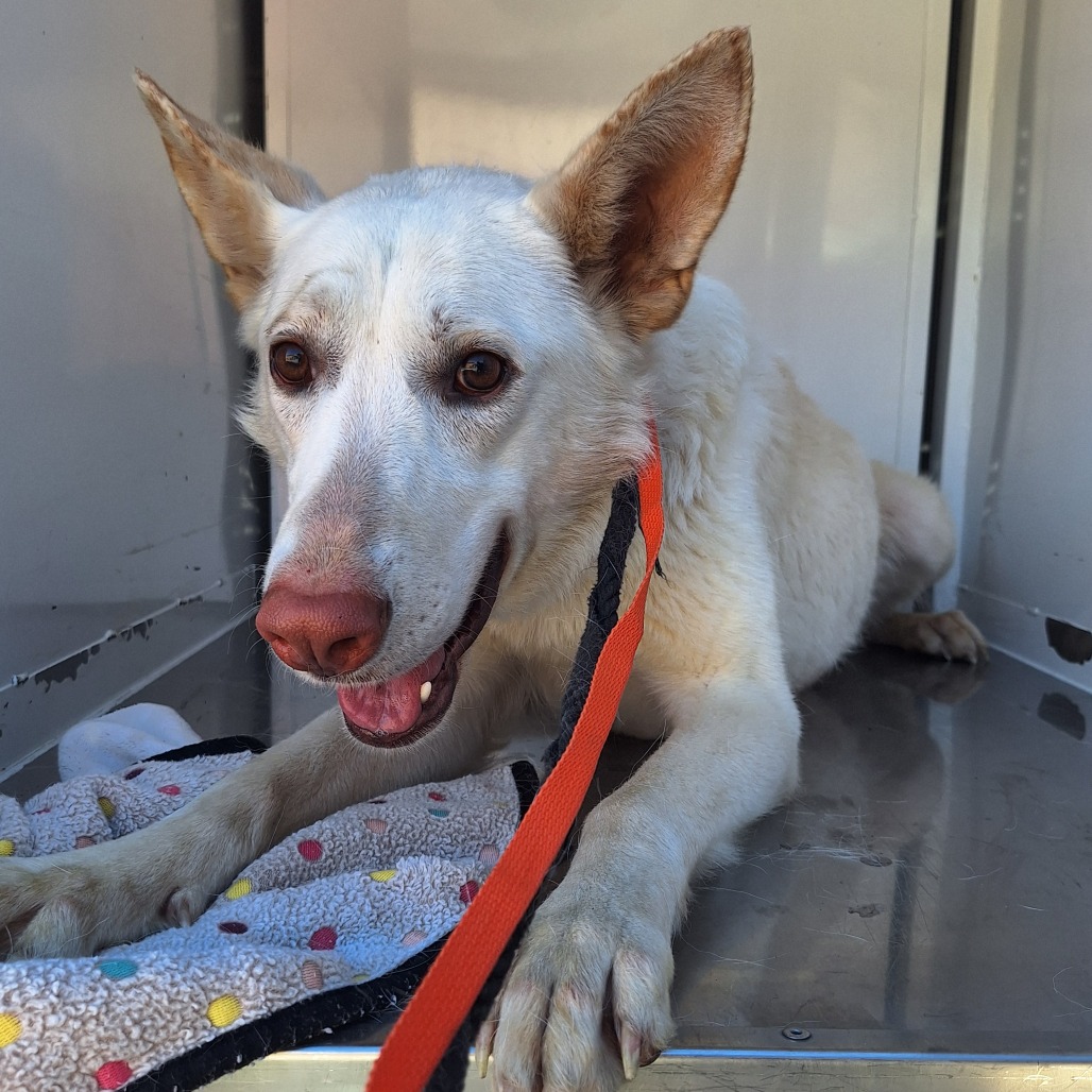 Kennel#6's preview photo