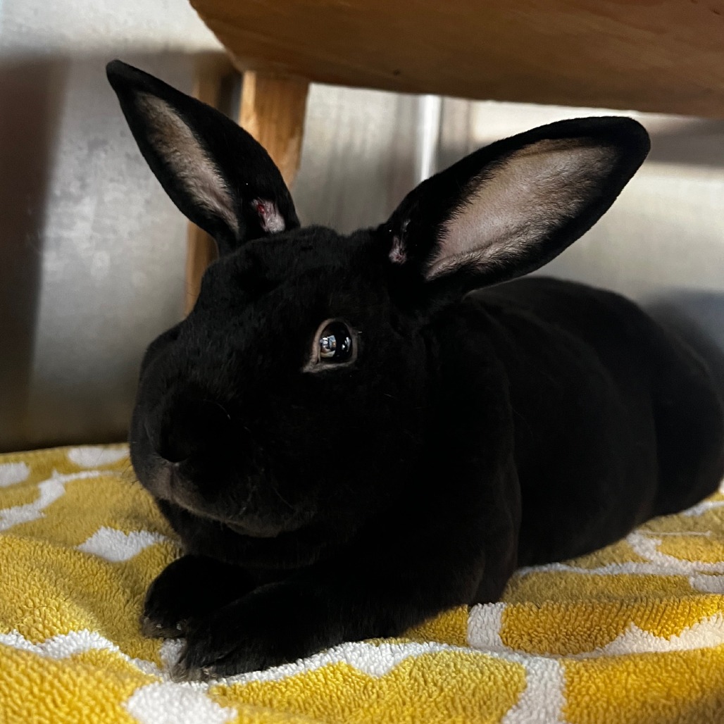 Photo of Goosebump 3