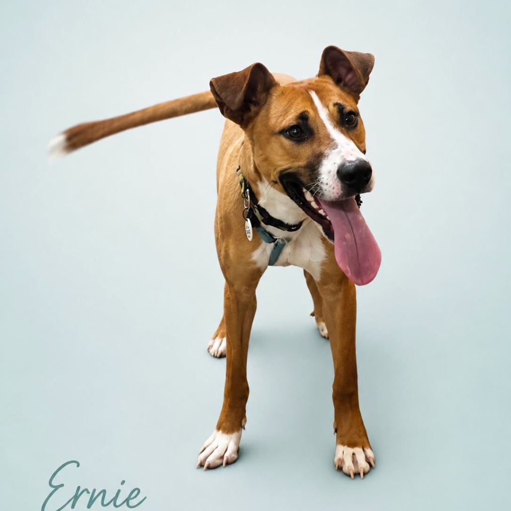BERNIE (FKA ERNIE) - Pointer, English / Mixed Breed (Medium) available for adoption